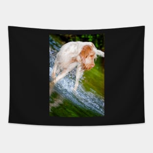 River splash Spinone Tapestry