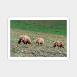Mama Grizzly Bear and Two Cubs Magnet