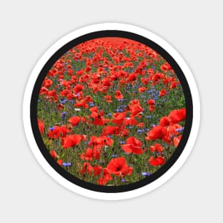 A Meadow of Red Poppies Magnet