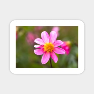 Pink dahlia in garden Magnet