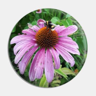 Bumblebee on Eastern Purple Coneflower Pin