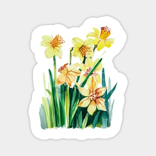 Yellow Vintage daffodils, watercolor Magnet