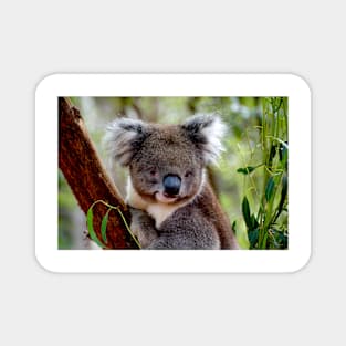 Koala Portrait 2 Magnet