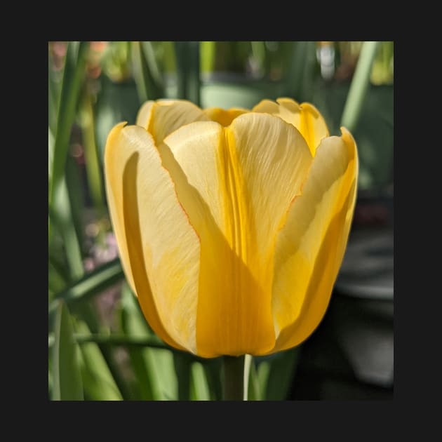 Yellow Tulip Profile 2 by AustaArt