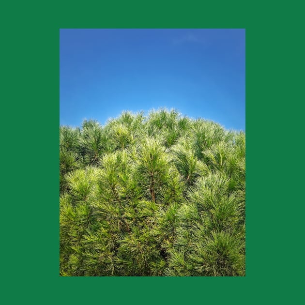 green pine and blue sky by psychoshadow