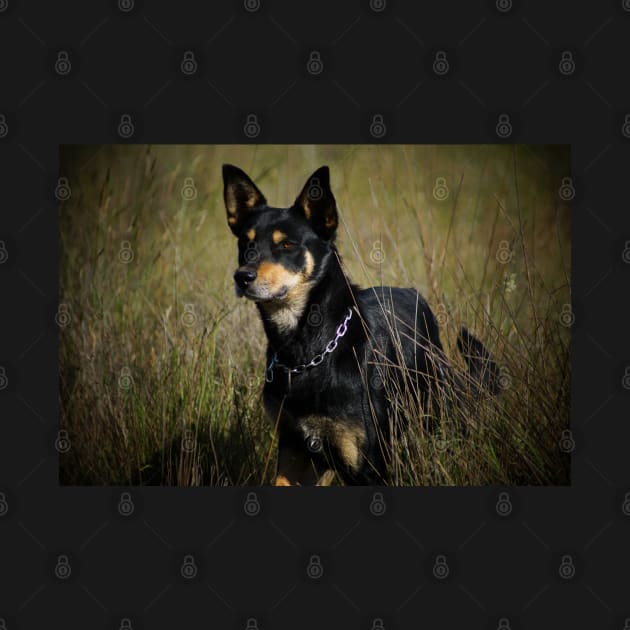 Max the Kelpie by DeborahMcGrath