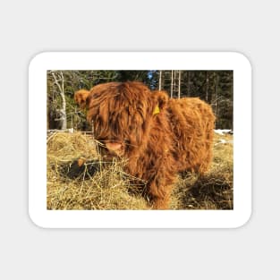 Scottish Highland Cattle Calf 1730 Magnet