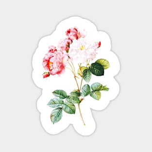 Vintage Red Roses Flower Illustration Magnet