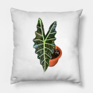 Alocasia Polly Pillow