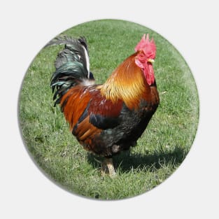 Colourful Cockerel Pin