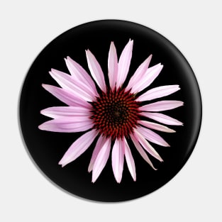 pink blooming coneflower, flower, petals, floral Pin