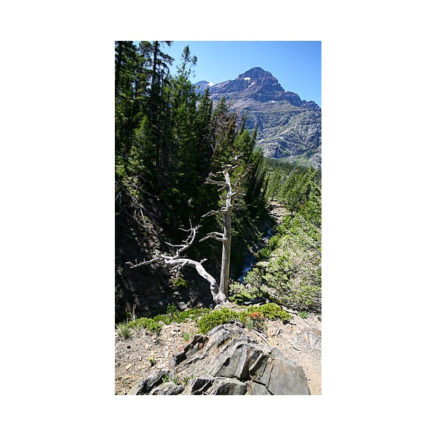 Glacier National Park, Dead Tree and Mountain by StonePics