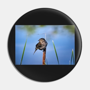 Female Black Bird Perched on a Reed Pin