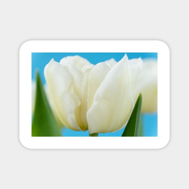 Tulipa  &#39;Monte Snow&#39;  Tulip Magnet by chrisburrows