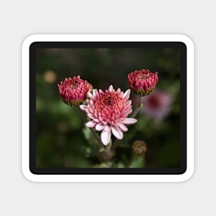 Crysanthemum Magnet