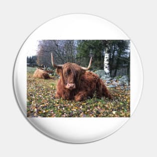 Scottish Highland Cattle Cow 2142 Pin