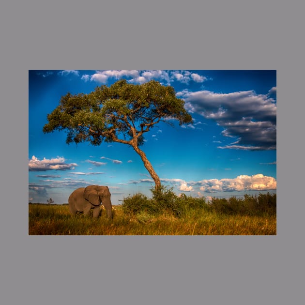 African Elephant in the Bush by Memories4you