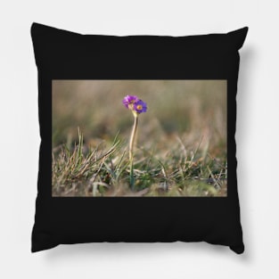 Primula Scotica Pillow