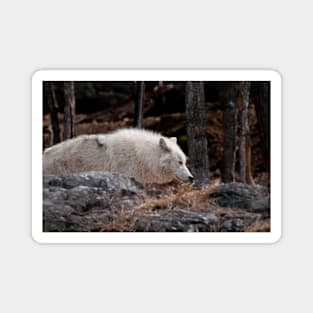 Arctic Wolf Magnet