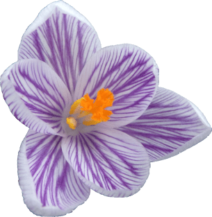 purple crocus, crocuses, spring flowers, bloom Magnet