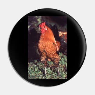 Who you calling a chicken ? Pin