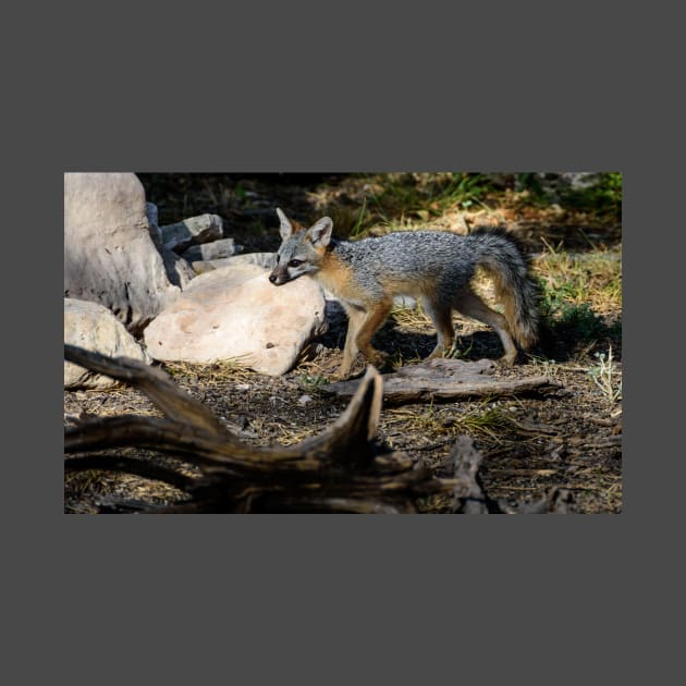 Gray Fox by Debra Martz