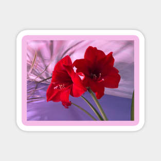 Red Amaryllis Flowers Magnet