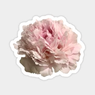 Pale Pink Peony Close-up Magnet