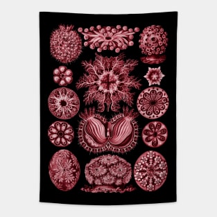 Ernst Haeckel  Ascidiae Sea Squirts Red Tapestry