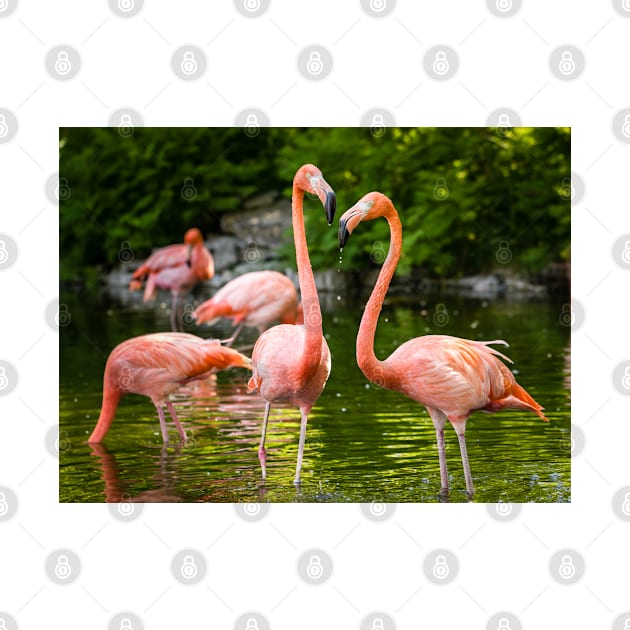 Flamingo Love by Robert Alsop