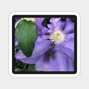 Purple Clematis the Tender Celestial Climber Magnet