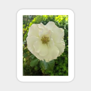 Floribunda Rose Flower Original Magnet