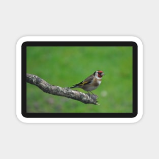 Goldfinch Magnet