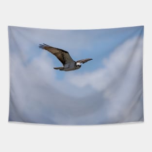 Osprey_VOA7580 Tapestry