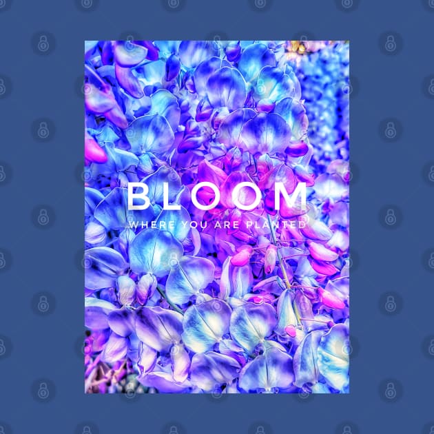 Bloom where you are planted by kourai