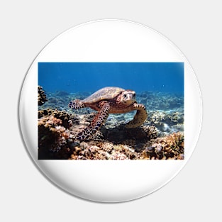 a turtle swimming under water on gili meno island in indonesia Pin