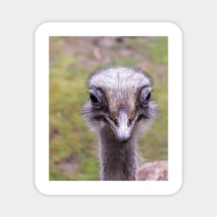 Portrait of common ostrich Magnet