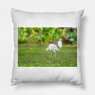 Cattle Egret 2 + 2 Pillow