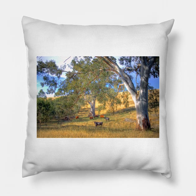 Among the Gum Trees - Adelaide Hills, SA Pillow by Mark Richards