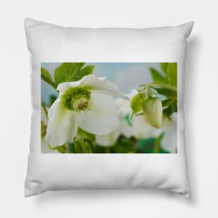 Helleborus x hybridus  &#39;Pretty Ellen White&#39;  Hellebore Pillow