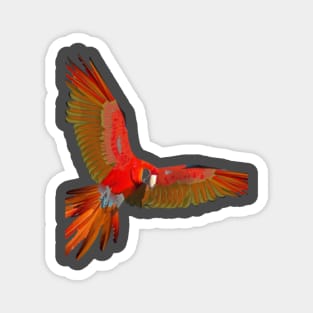 flying bird Magnet