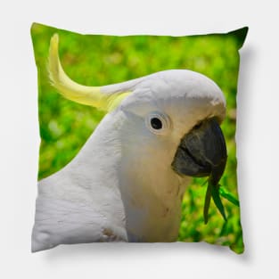 Cockatoo Looking Right at You! Pillow