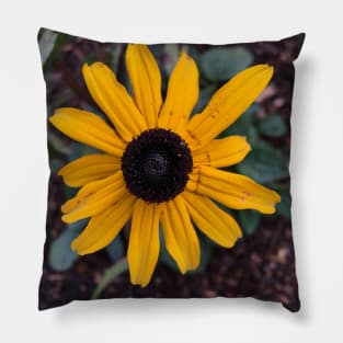 Black Eyed Susan Pillow