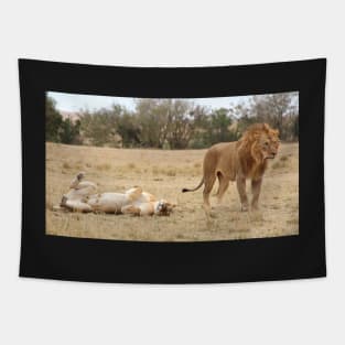 Domestic Bliss. Lions After Copulation, Maasai Mara, Kenya Tapestry