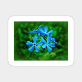 Blue Spring Magnet