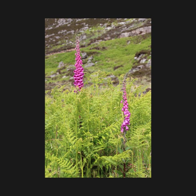 Foxgloves by orcadia