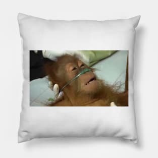 Dying Orangutan Meme Pillow