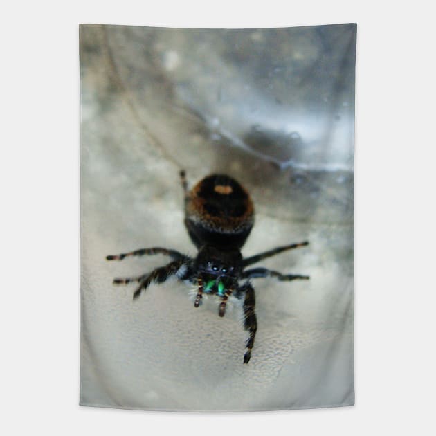 Cute Fuzzy Spider Tapestry by saradaboru