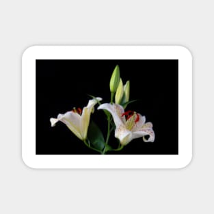 Sonata Lilies Still life Magnet