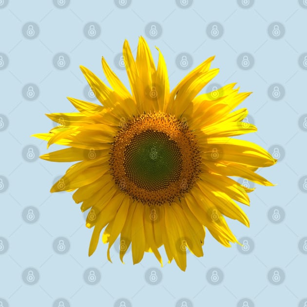 Sunflower photography (light blue background) by toffany's